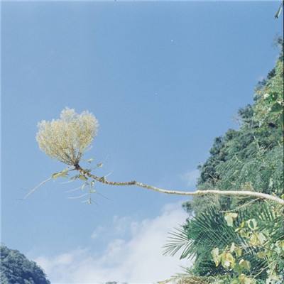 大内密探破解版下载